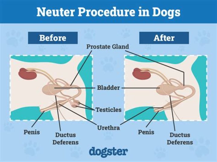 When can you get a dog neutered?