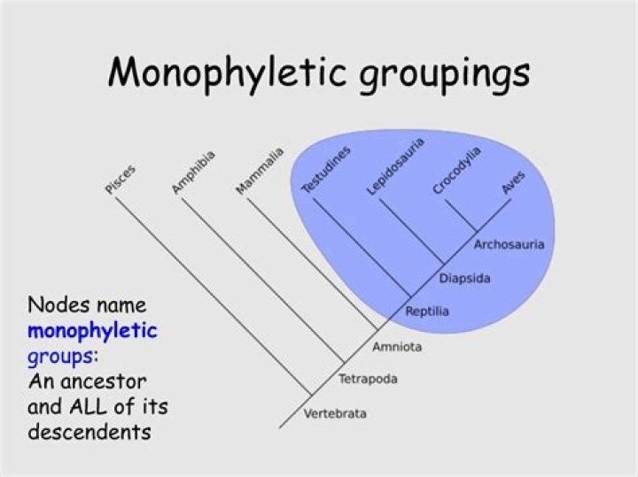 When classifying organisms a monophyletic group?