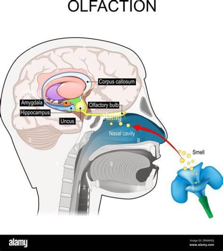 When do olfactory auras occur?