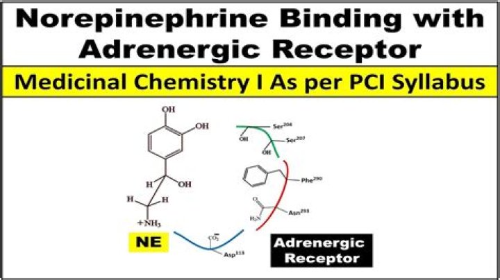 When norepinephrine binds to adrenergic receptors?