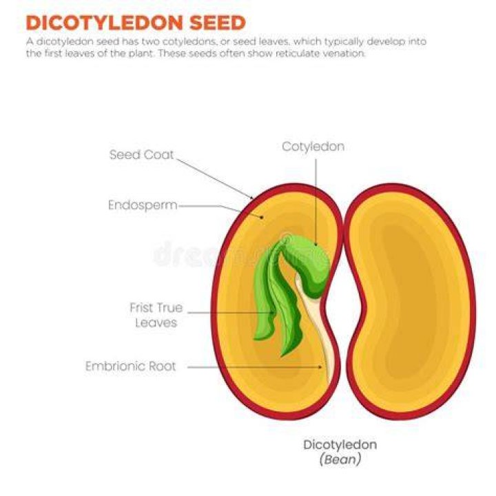 When to pinch cotyledons?