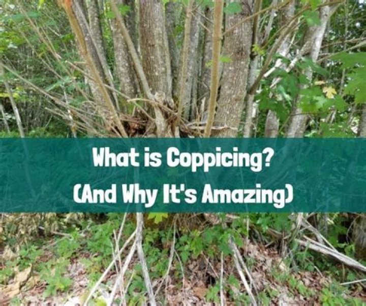 When to start coppicing?