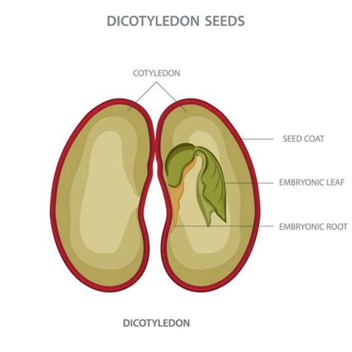 Where are cotyledons located?