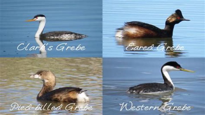 Where are grebes found?