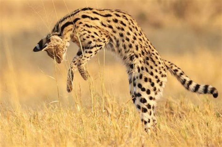 Where are servals found?