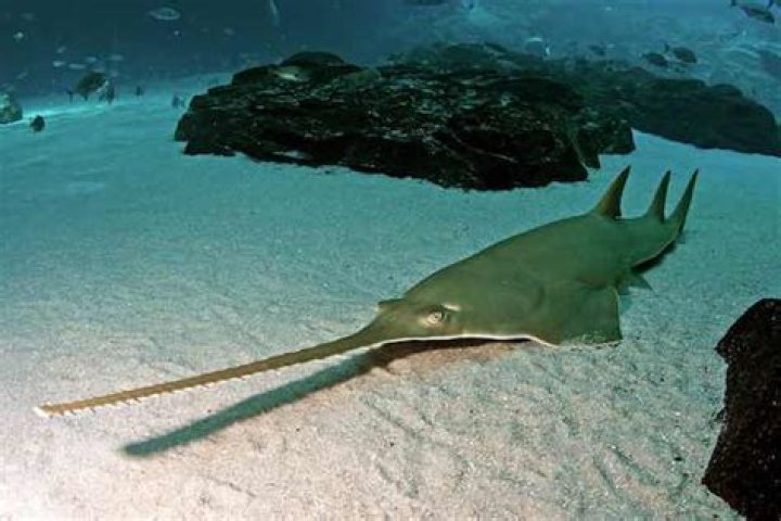 Where do smalltooth sawfish live?
