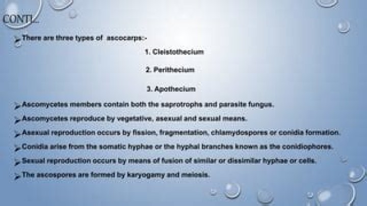 Where does karyogamy occurs in ascomycetes?