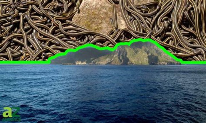 Where is sea snake island?