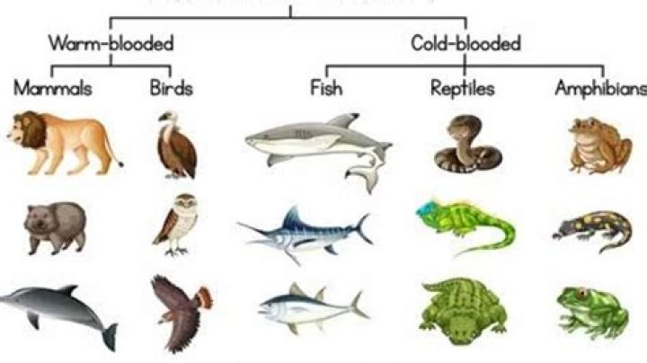 Which animal has warm blood?