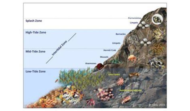 Which ecosystems are found in intertidal zones?