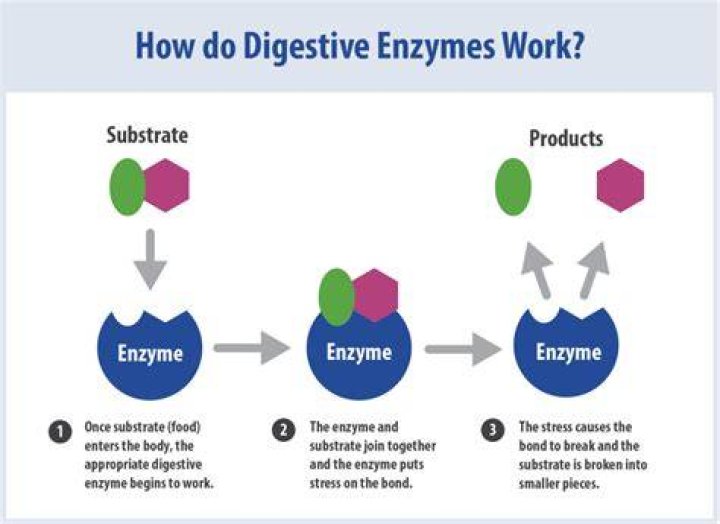 Which enzyme digest milk?