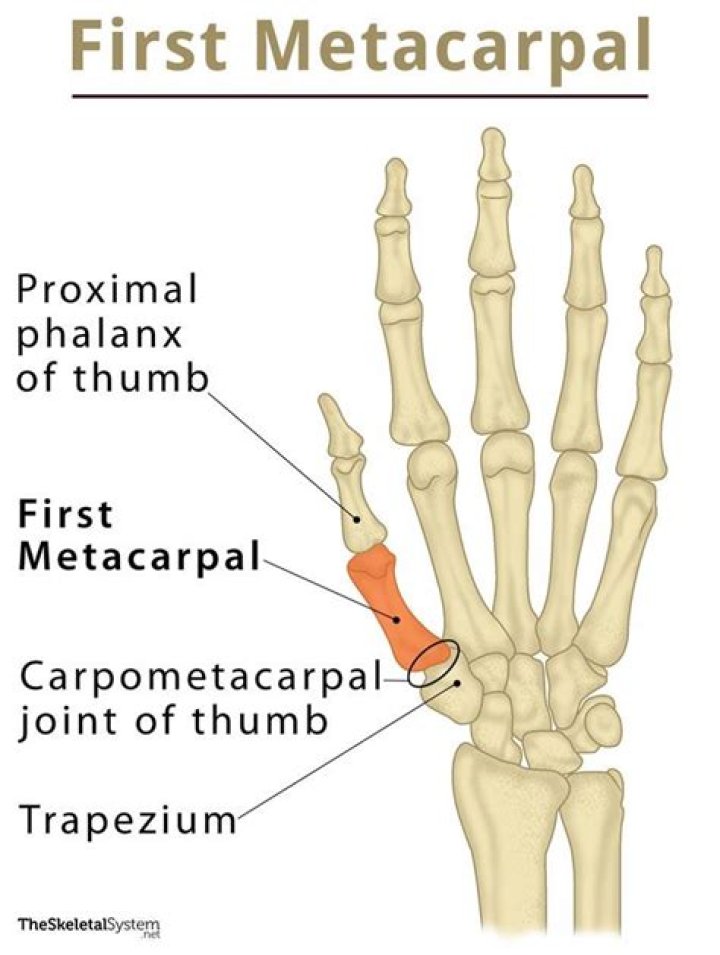 Which is the first metacarpal?