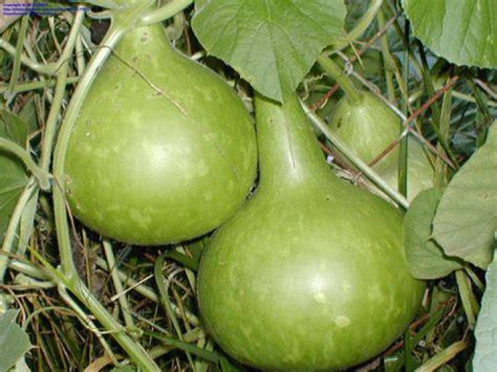 Which language is calabash?