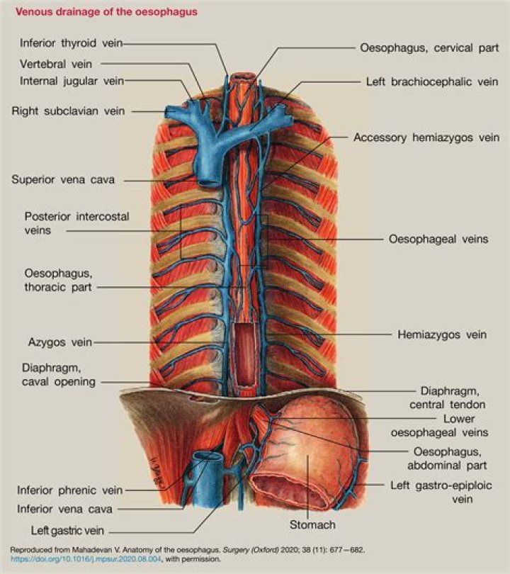 Which lies in front of oesophagus?