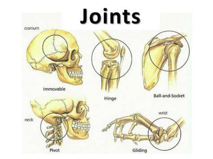 Which of the following is an example of an immovable joint?