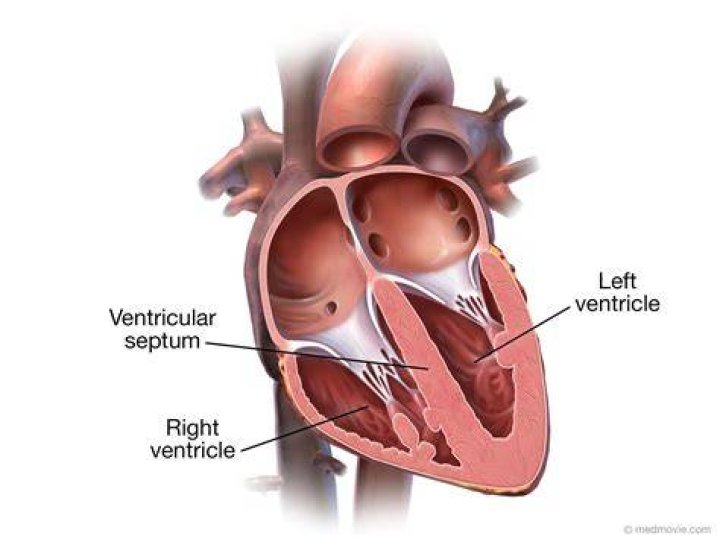 Which of the following separates atriums and ventricles?