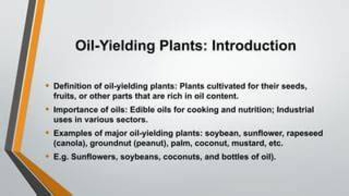 Which one of the following is an oil yielding plant?