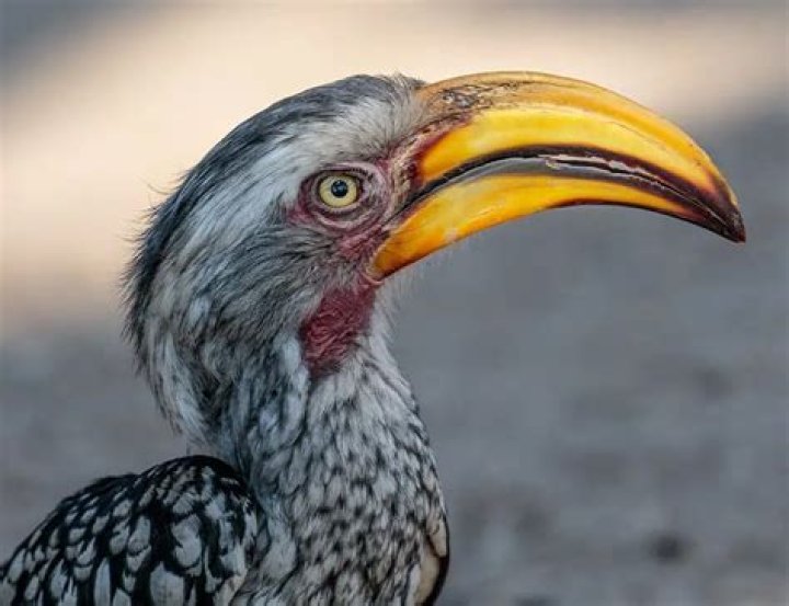 Which parrot has the largest beak?