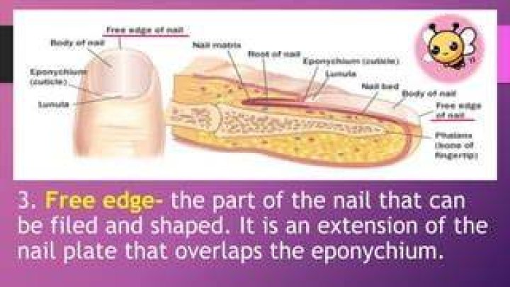 Which part of the nail that can be filed and shaped?