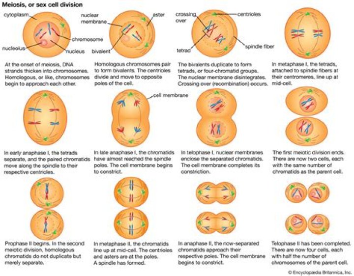 Which stage of meiosis occurs first?