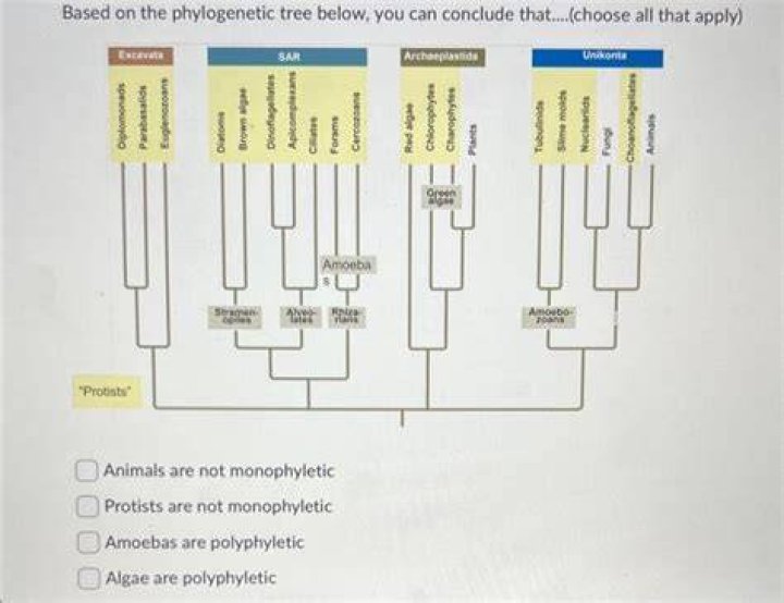 Why are prokaryotes not monophyletic?