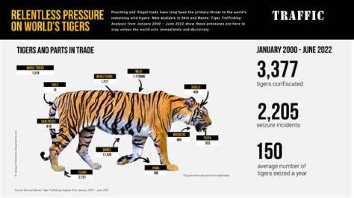 Why are tigers poached?