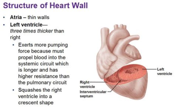 Why atria have thinner walls?