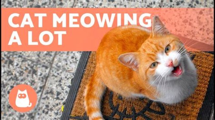 Why cat meows a lot?