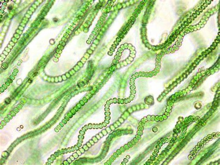 Why cyanobacteria were placed in algae previously?