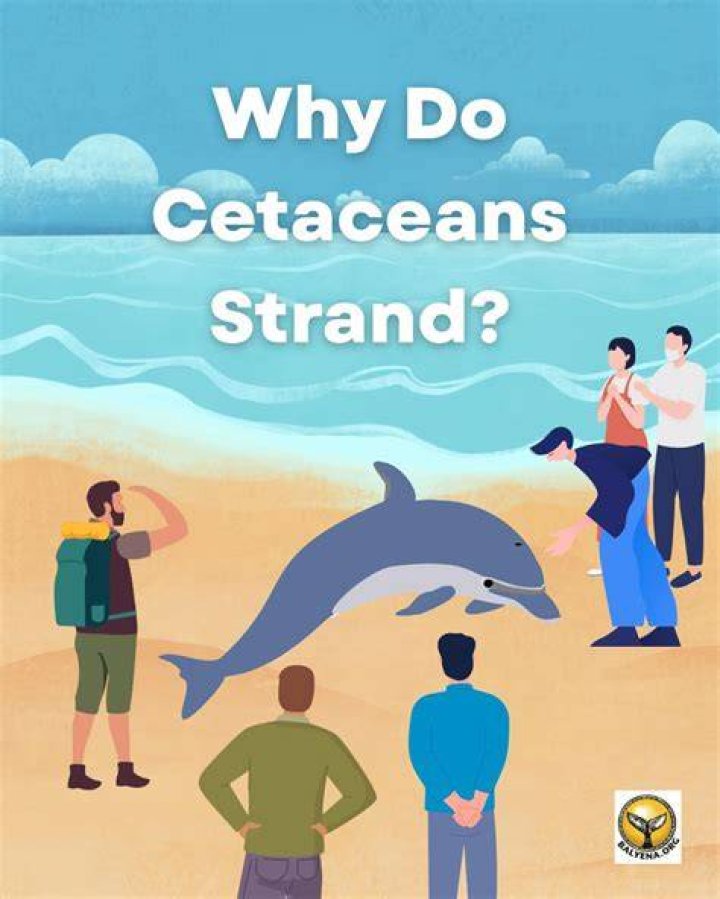 Why do cetaceans beach themselves?