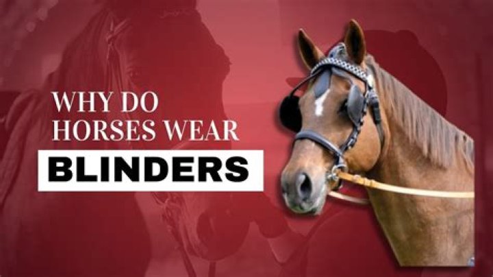 Why do horses wear bridles?