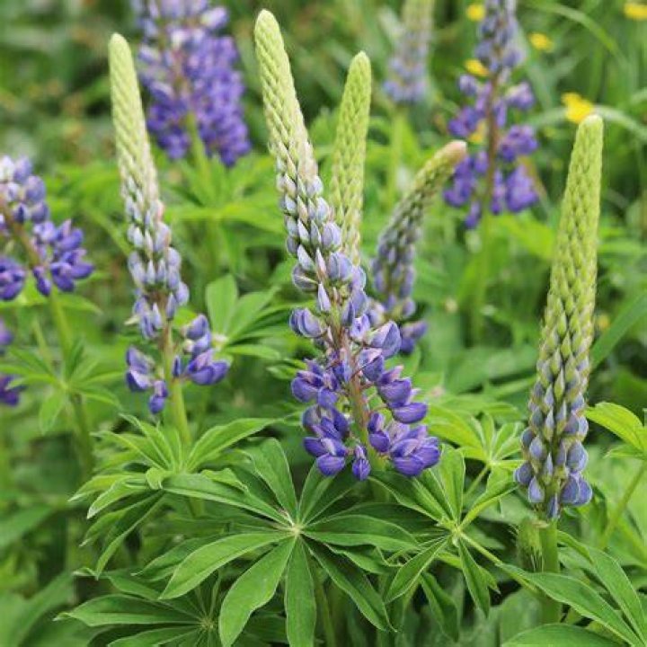 Why do lupines droop?