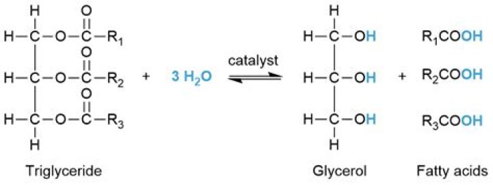 Why is glyceryl trioleate and oil not a fat?