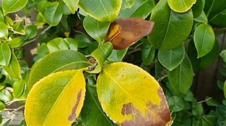 Why is my camellia dying?