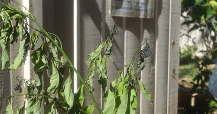 Why is my caryopteris wilting?