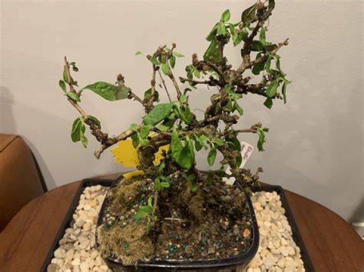 Why is my fukien tea wilting?