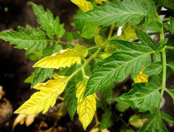 Why is my tomato plant leaf yellow?