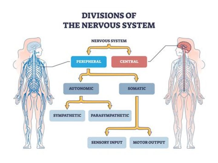 Why is the afferent nervous system important?