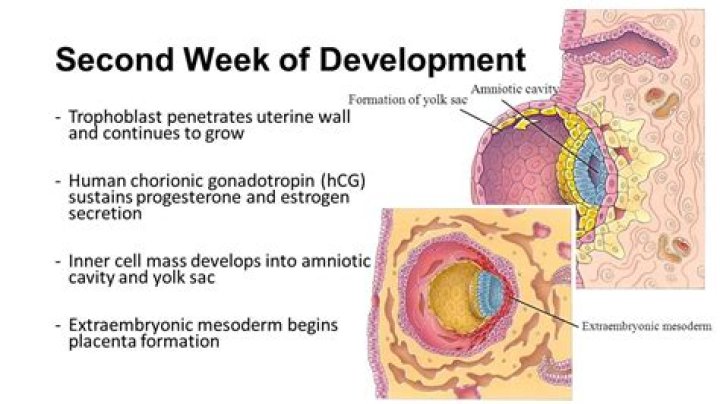 Why second week is called week of twos?