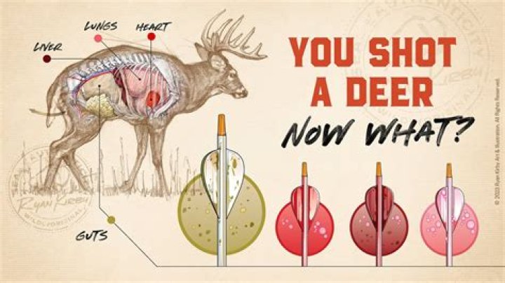 Will a deer come back after it blows?