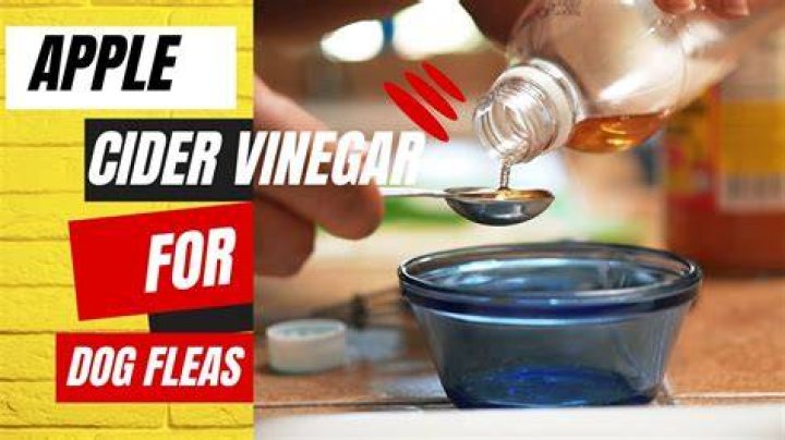 Will apple cider vinegar kill fleas?