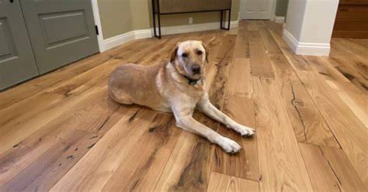 Will hardwood floors stand up to dogs?